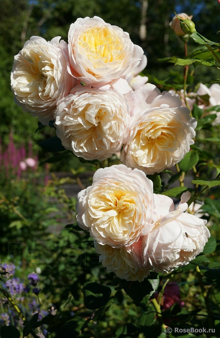 Crocus Rose® 