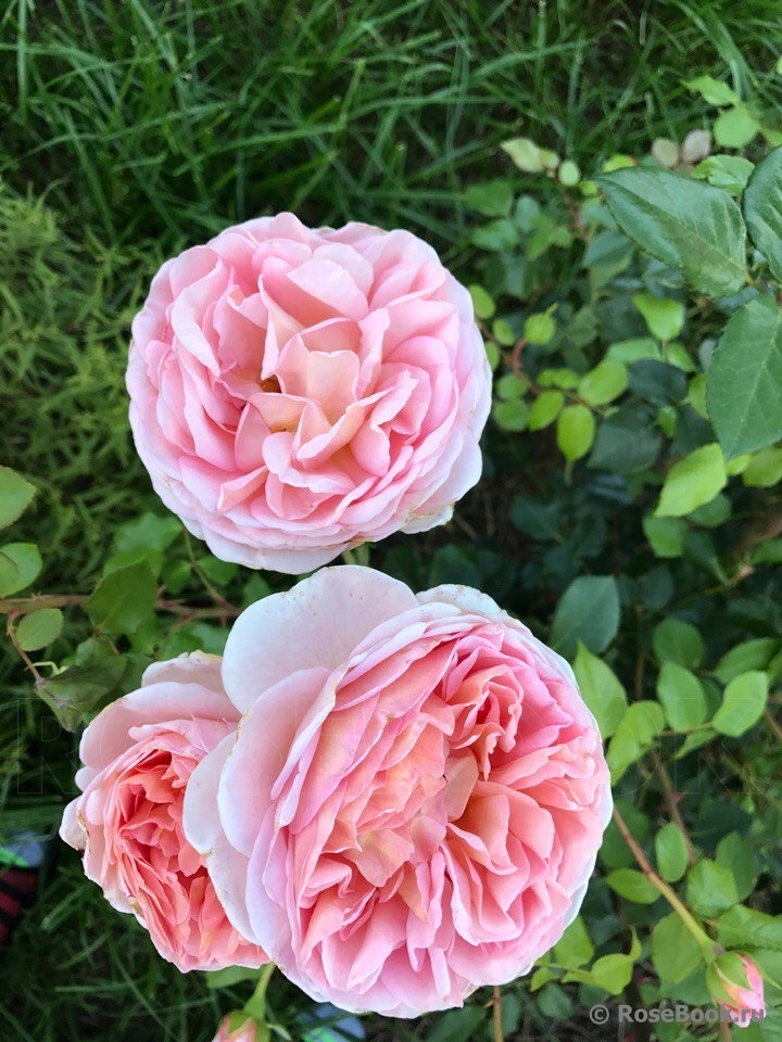 Abraham Darby