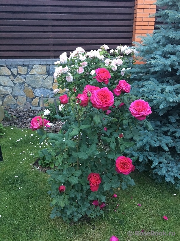 Johann Wolfgang von Goethe Rose®