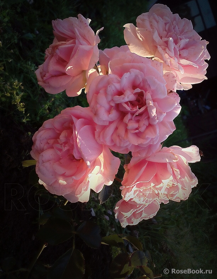 Home & Garden