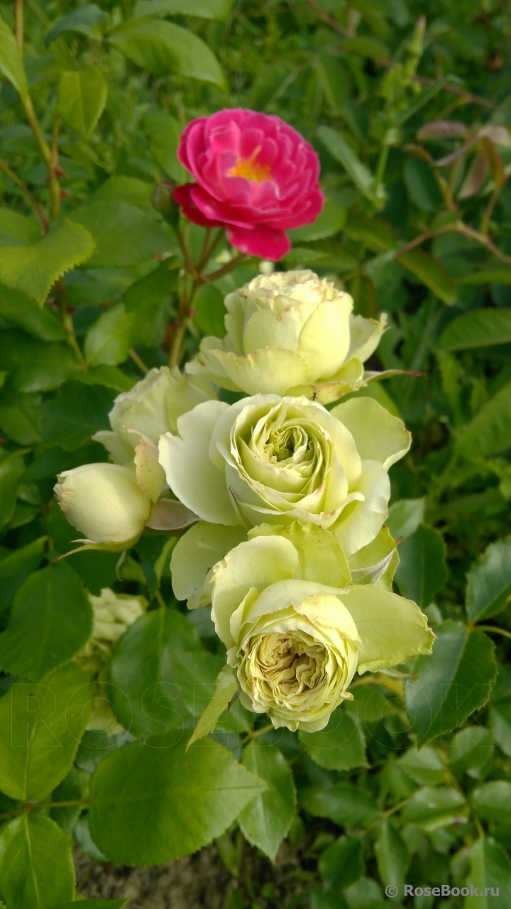 Lovely Green ®