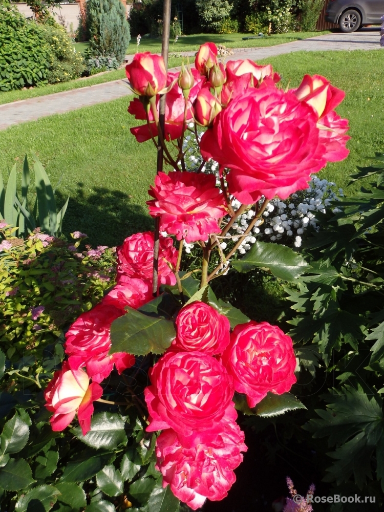 Midsummer