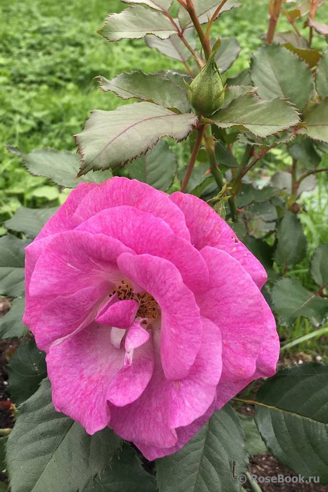 Violette Parfumee