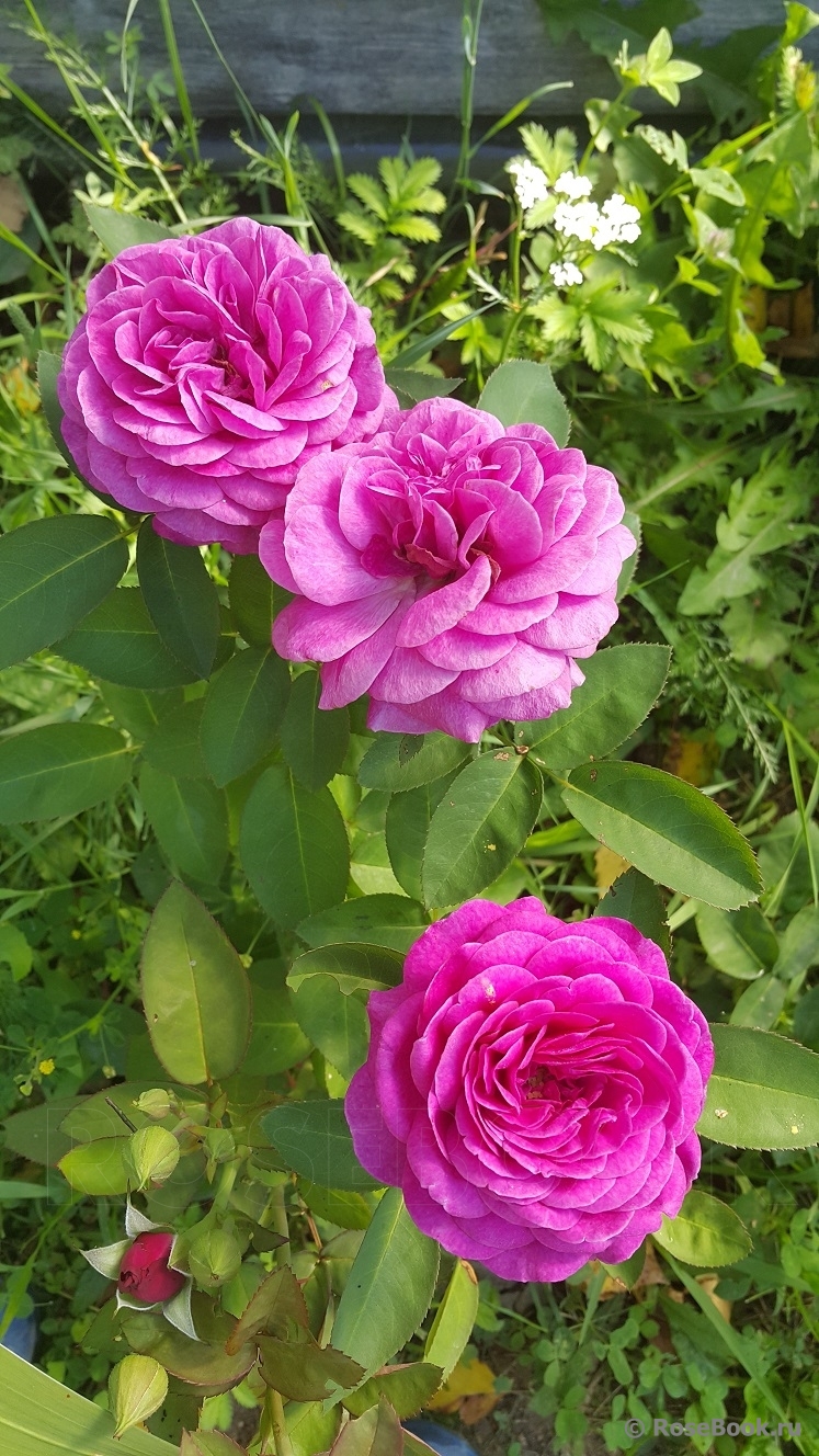 Heidi Klum Rose