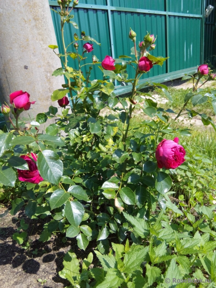 Роза Таберли Фото