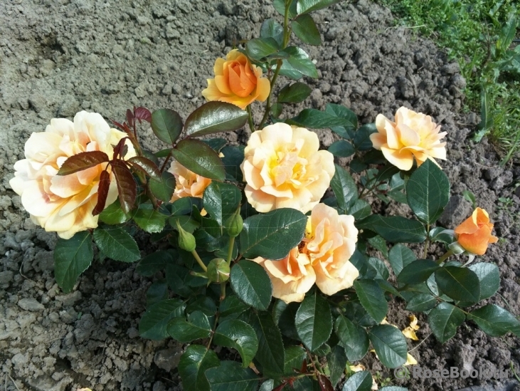 Amber Queen