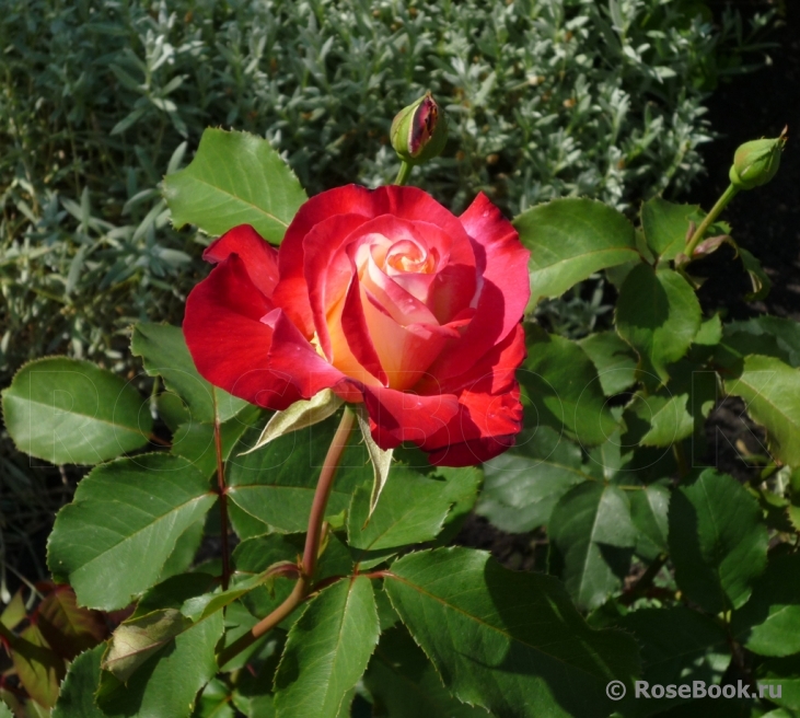 Midsummer