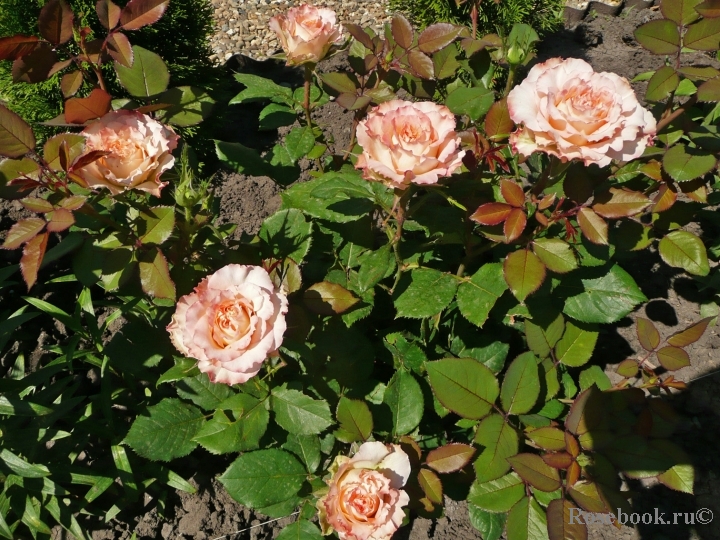 Spanish Dancer
