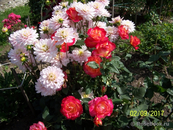 Red Gold
