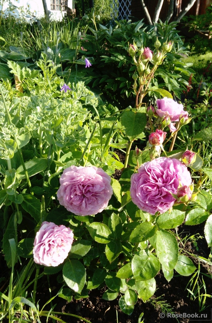 Lavender Ice