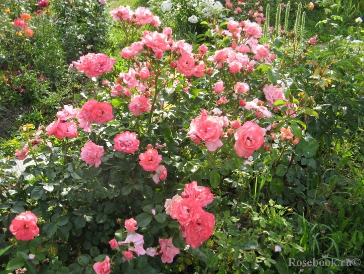 Mein schoner Garten