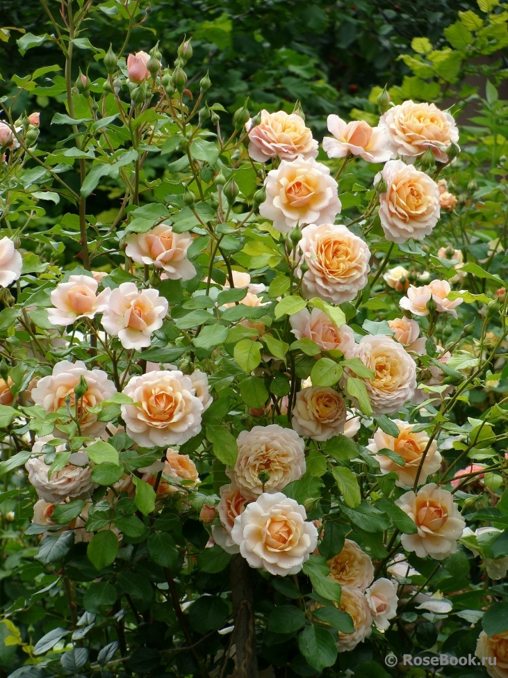 Elizabeth Stuart