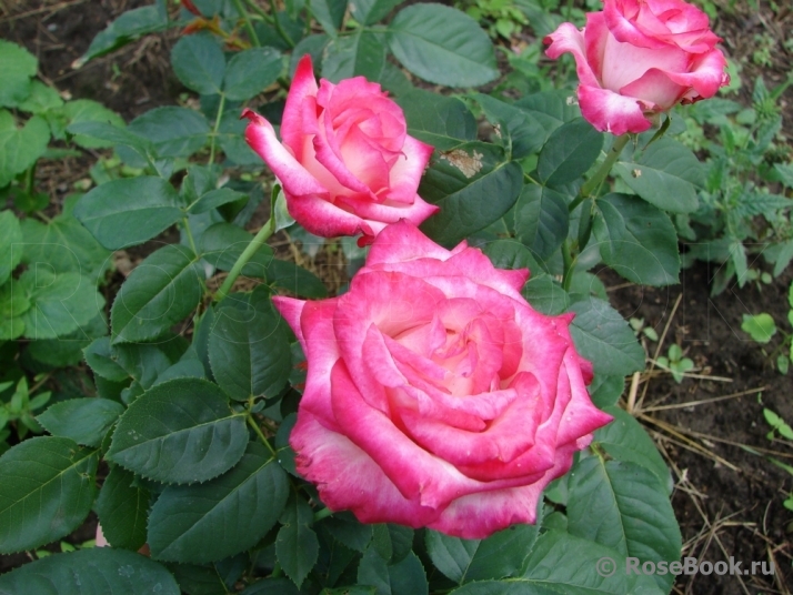 Rose Gaujard  