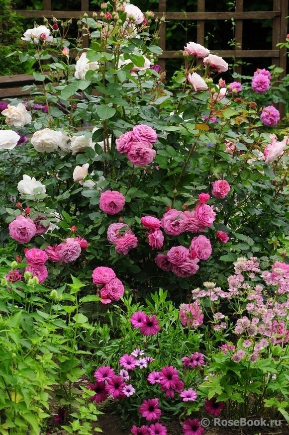 Magenta