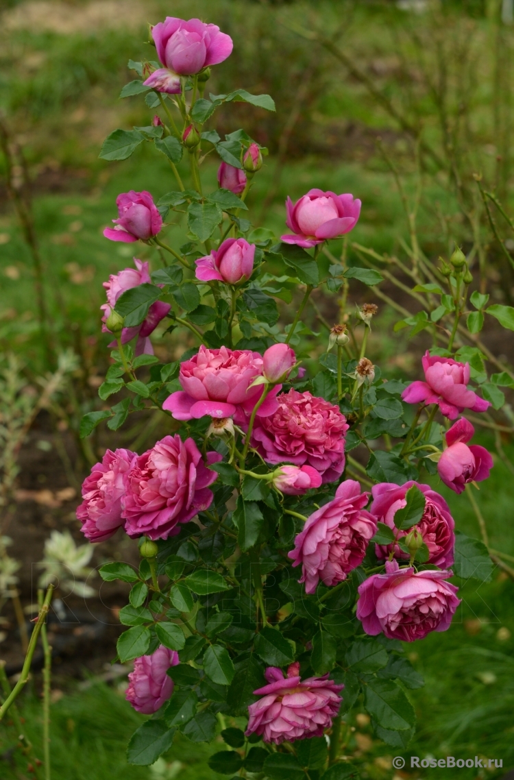 Princess Anne 