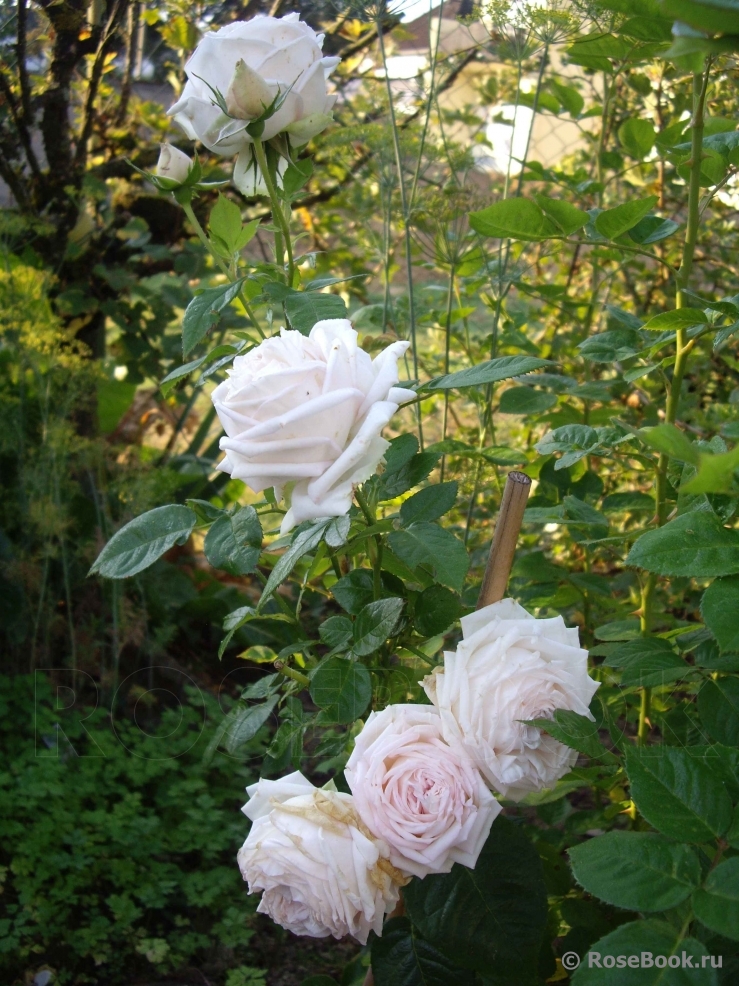 Madame Anisette ®
