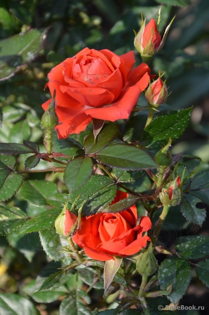 Baby Baccara ®