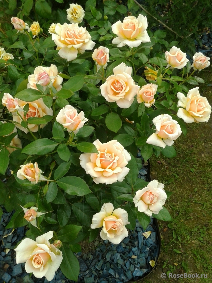 Caron Keating Rose 