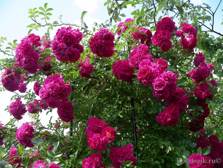 Excelsa