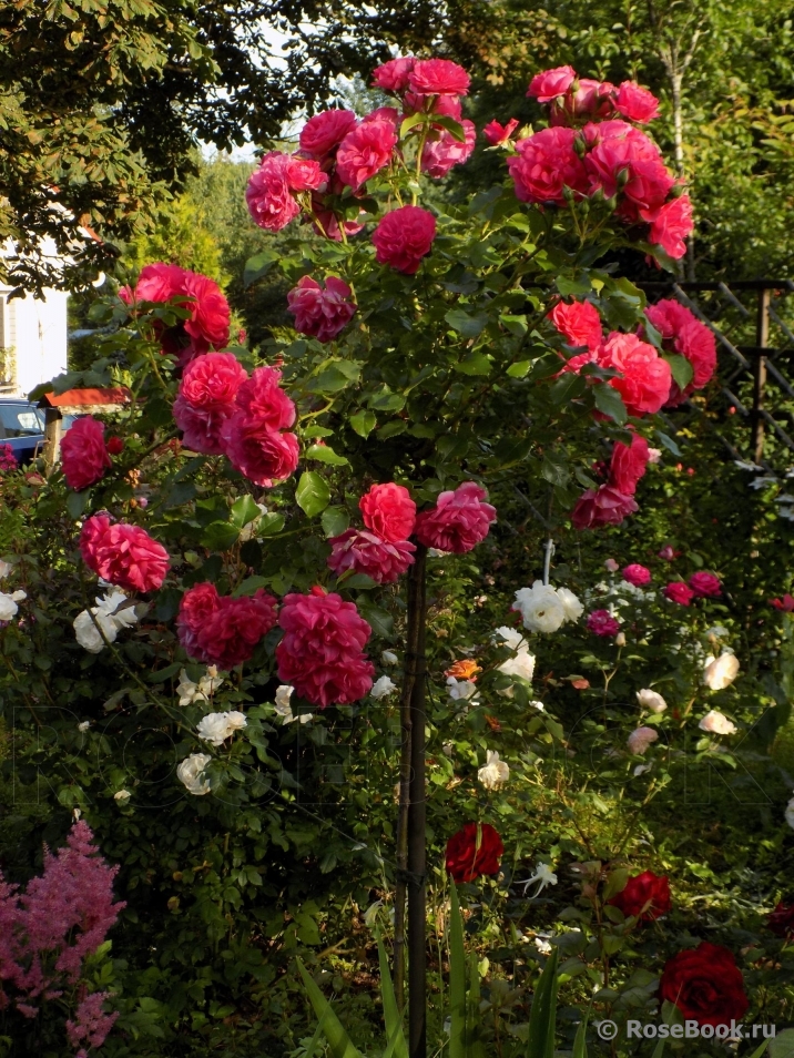 Rosarium Uetersen