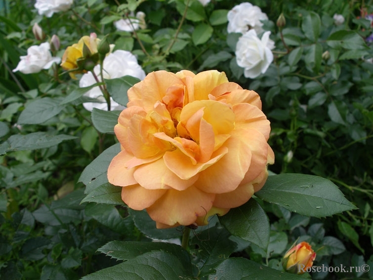 Bernstein-Rose