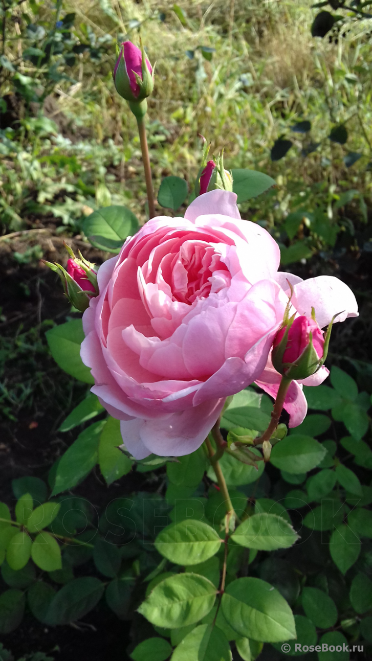 The Alnwick Rose