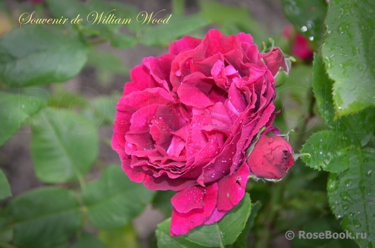 Souvenir de William Wood