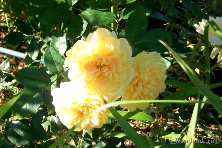 Yellow Romantica