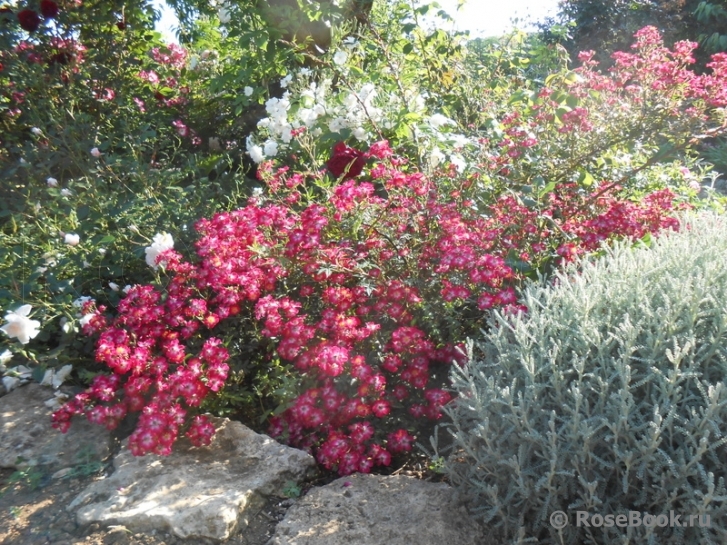 Cherry Meillandecor 