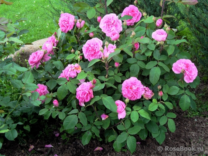 Галерея - Gertrude Jekyll (AUSbord) - Энциклопедия роз