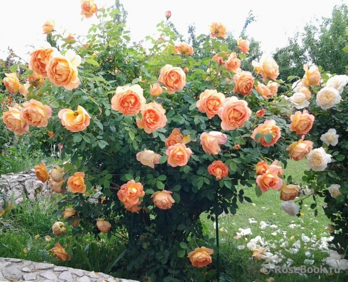 Lady of Shalott 