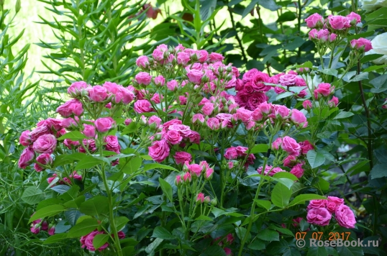 Lovely Lydia® 