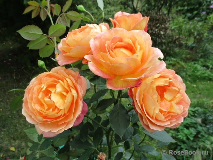 Lady of Shalott 