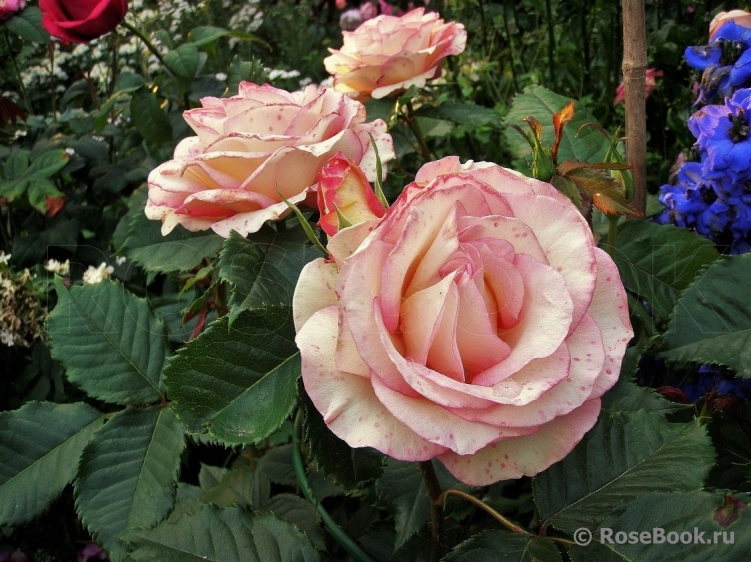 Perfume Kisses ®