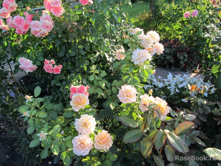 Caron Keating Rose 