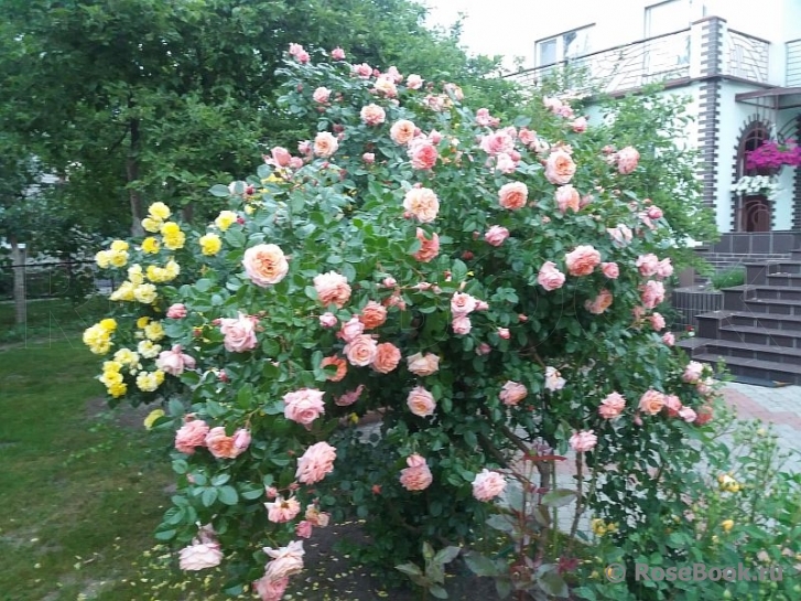Barock