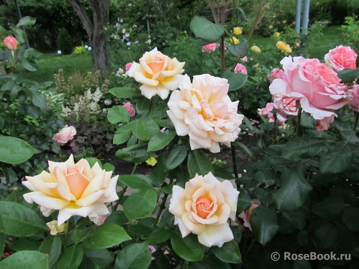 Caron Keating Rose 