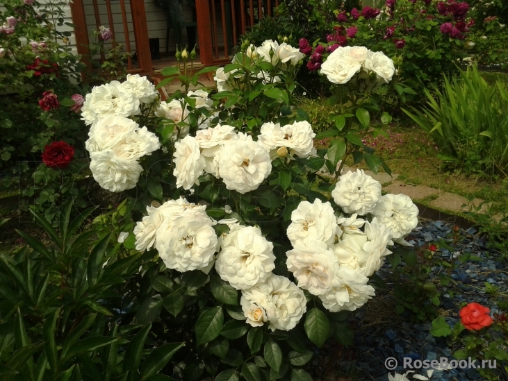 Lions Rose