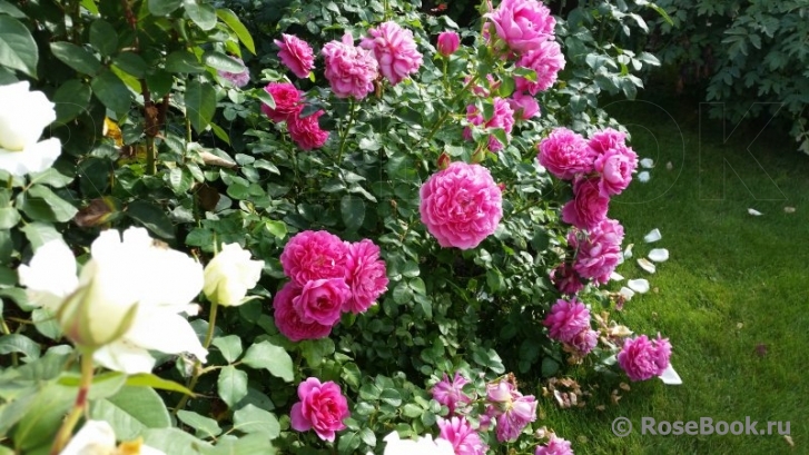 Princess Anne 