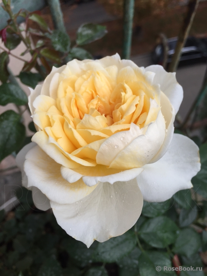 Lions Rose