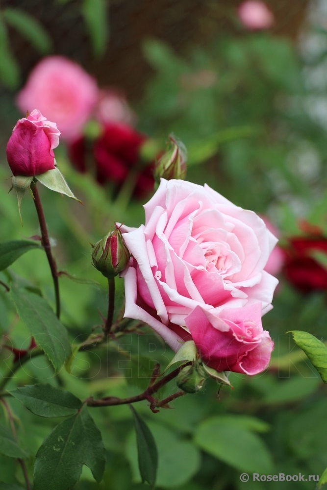 Blossomtime