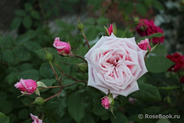 Blossomtime