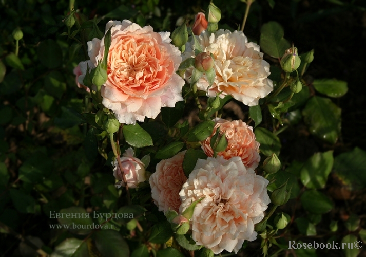 Festival des Jardins de Chaumont