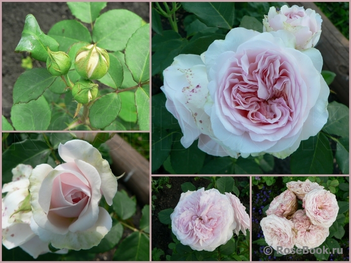 Claire Rose 