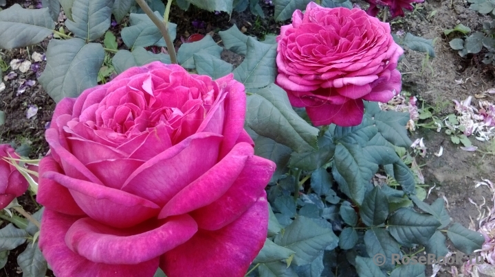 Johann Wolfgang von Goethe Rose®