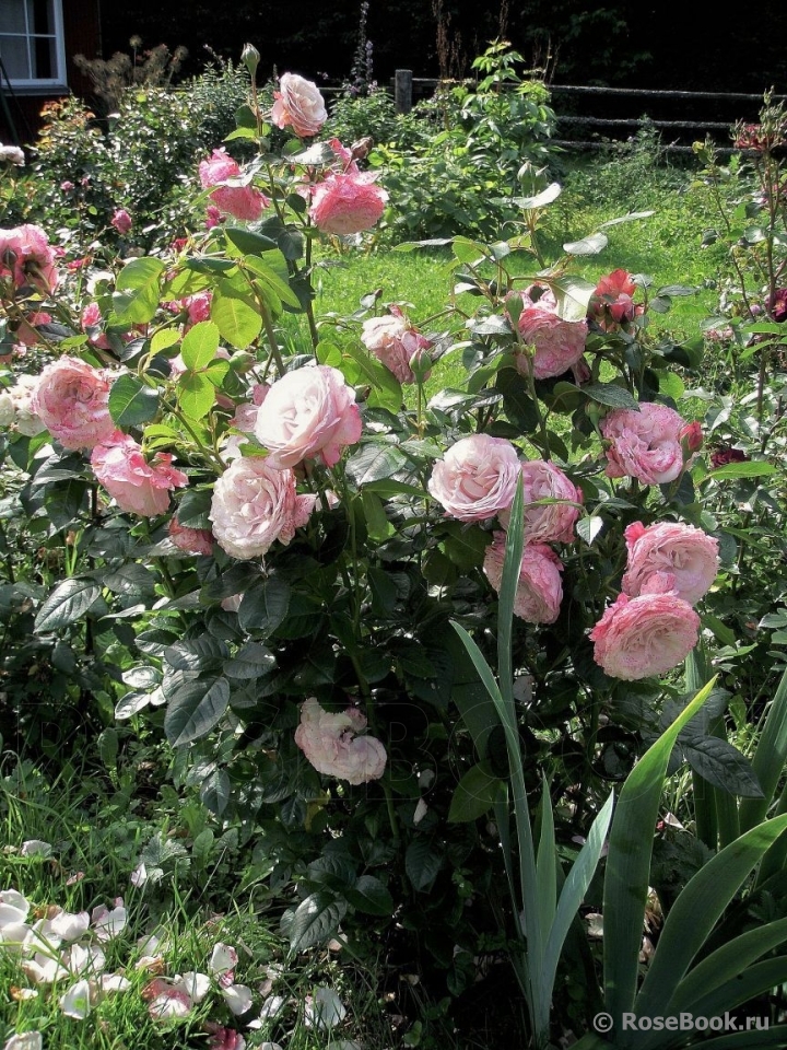Kordes' Rosenfaszination ®