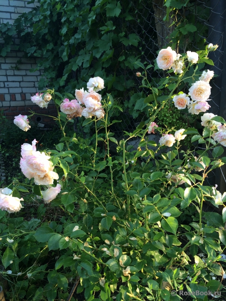 Ginger Syllabub