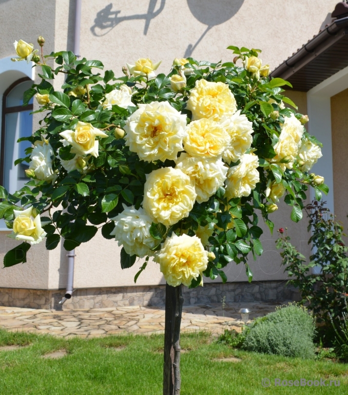 Nadia Meillandecor 