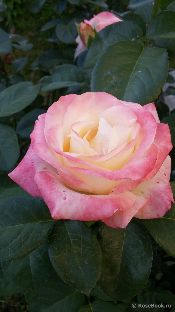 Belle Perle