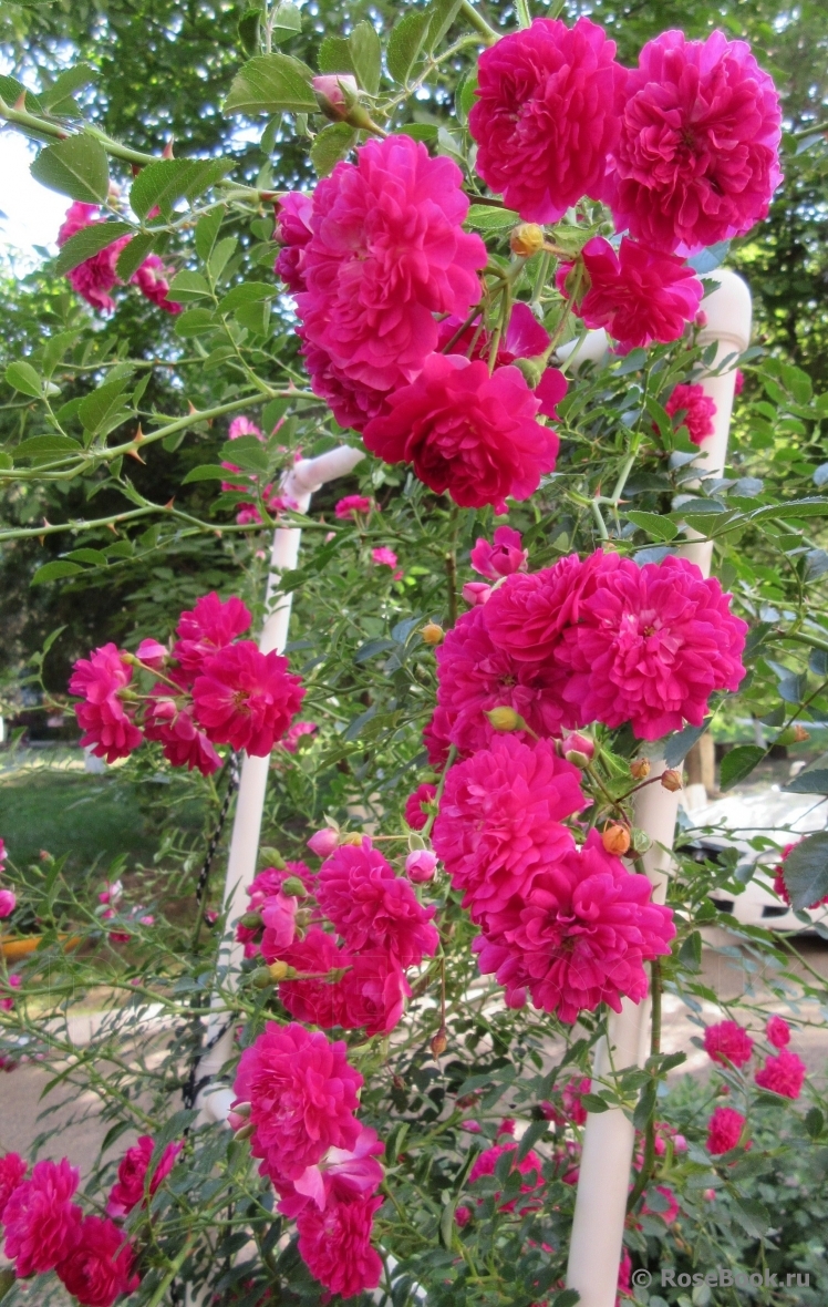 Excelsa
